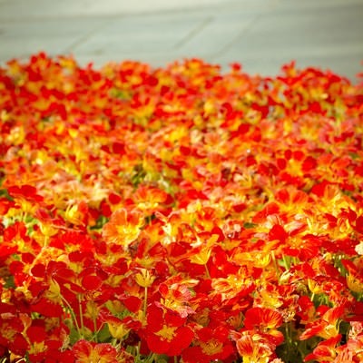 花壇の赤いお花の写真
