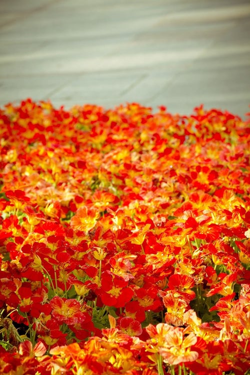 花壇の赤いお花の写真