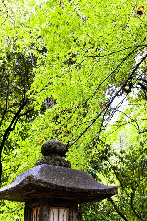 石の灯篭と緑林の写真