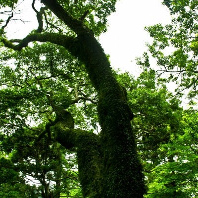 蔓が巻き付く巨木の写真