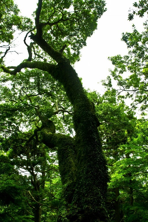 蔓が巻き付く巨木の写真