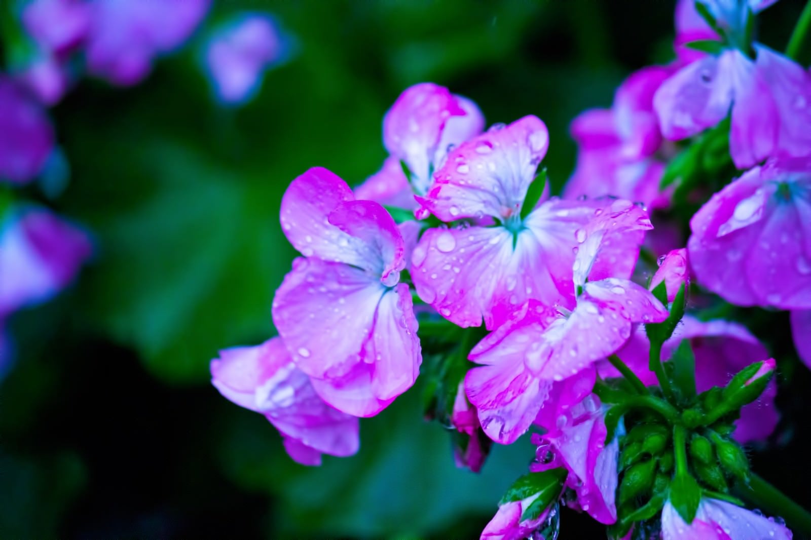 「雨に濡れた紫の花」の写真