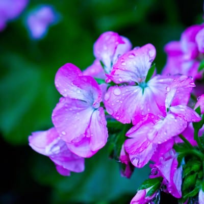 雨に濡れた紫の花の写真