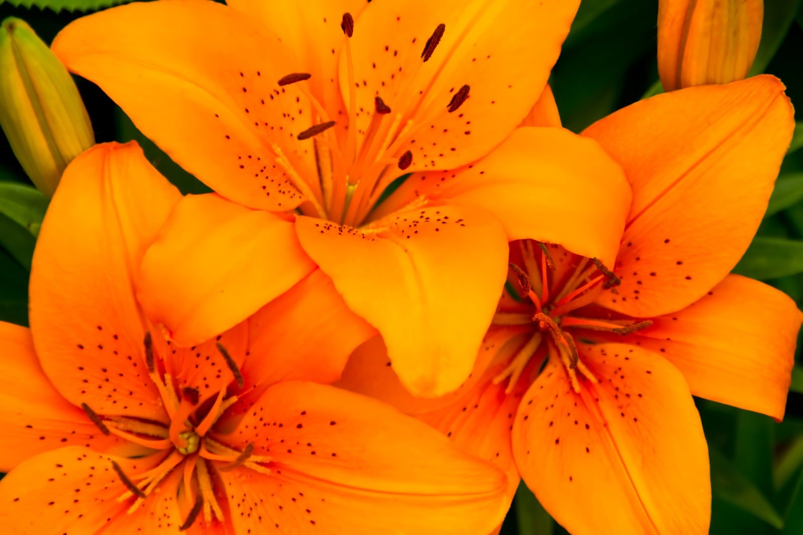 「オレンジ色の百合」の写真