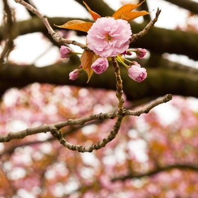 桜のツボミの写真