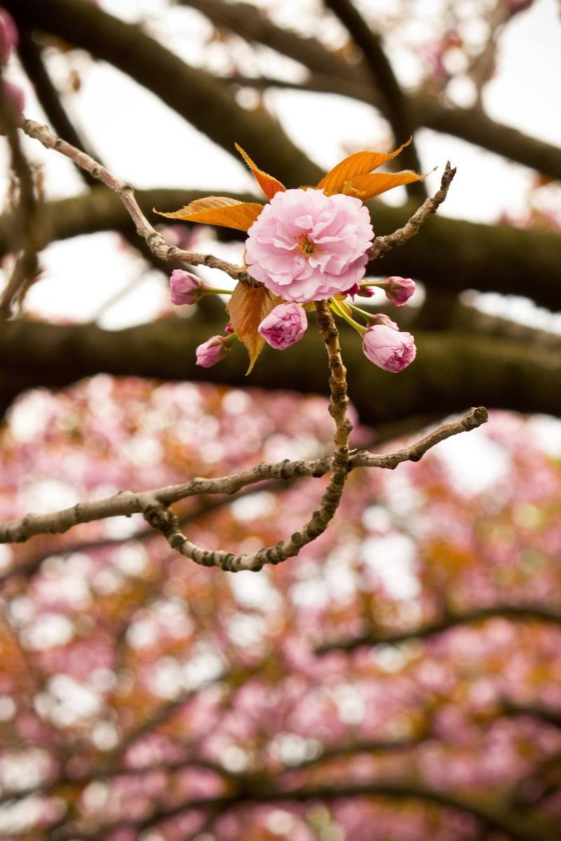 「桜のツボミ」の写真