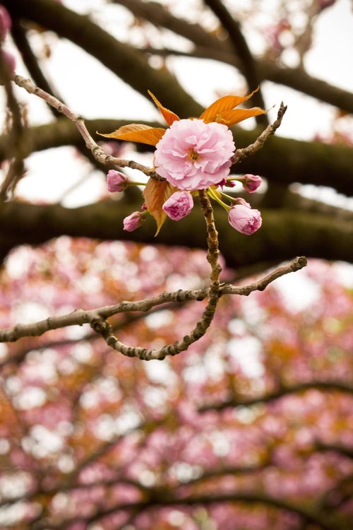 桜のツボミの写真