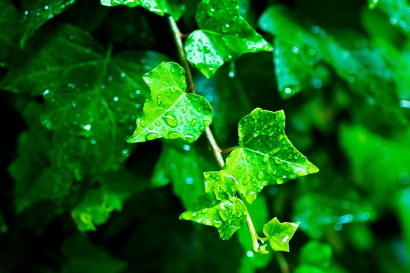 雨に濡れる葉の写真