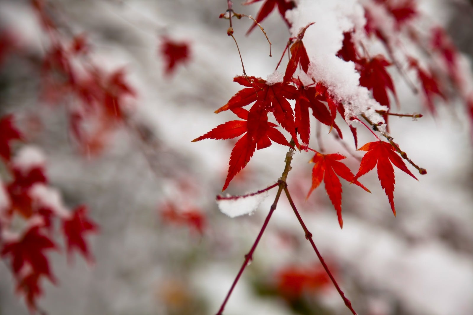 「紅葉と積もる雪」の写真