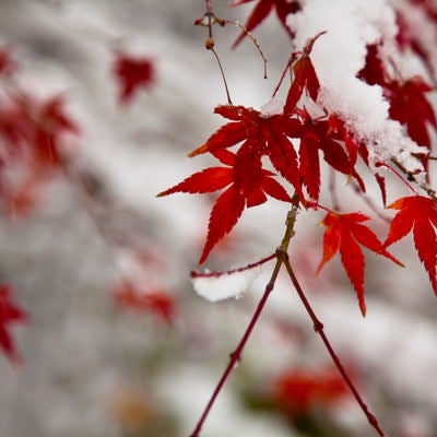 紅葉と積もる雪の写真