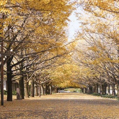 昭和公園の黄葉した銀杏並木の写真