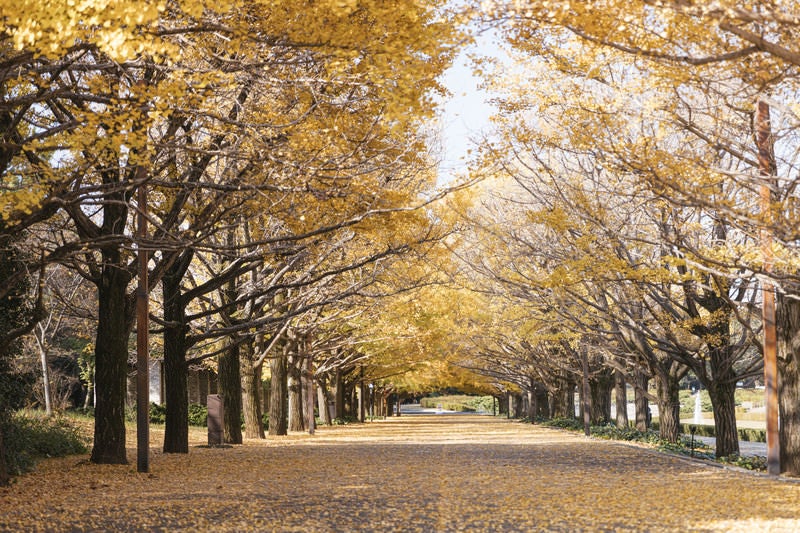 昭和公園の黄葉した銀杏並木の写真