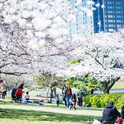 桜満開を楽しむ人たちの写真