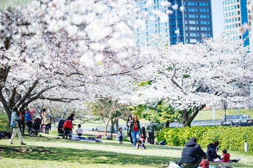 桜満開を楽しむ人たちの写真
