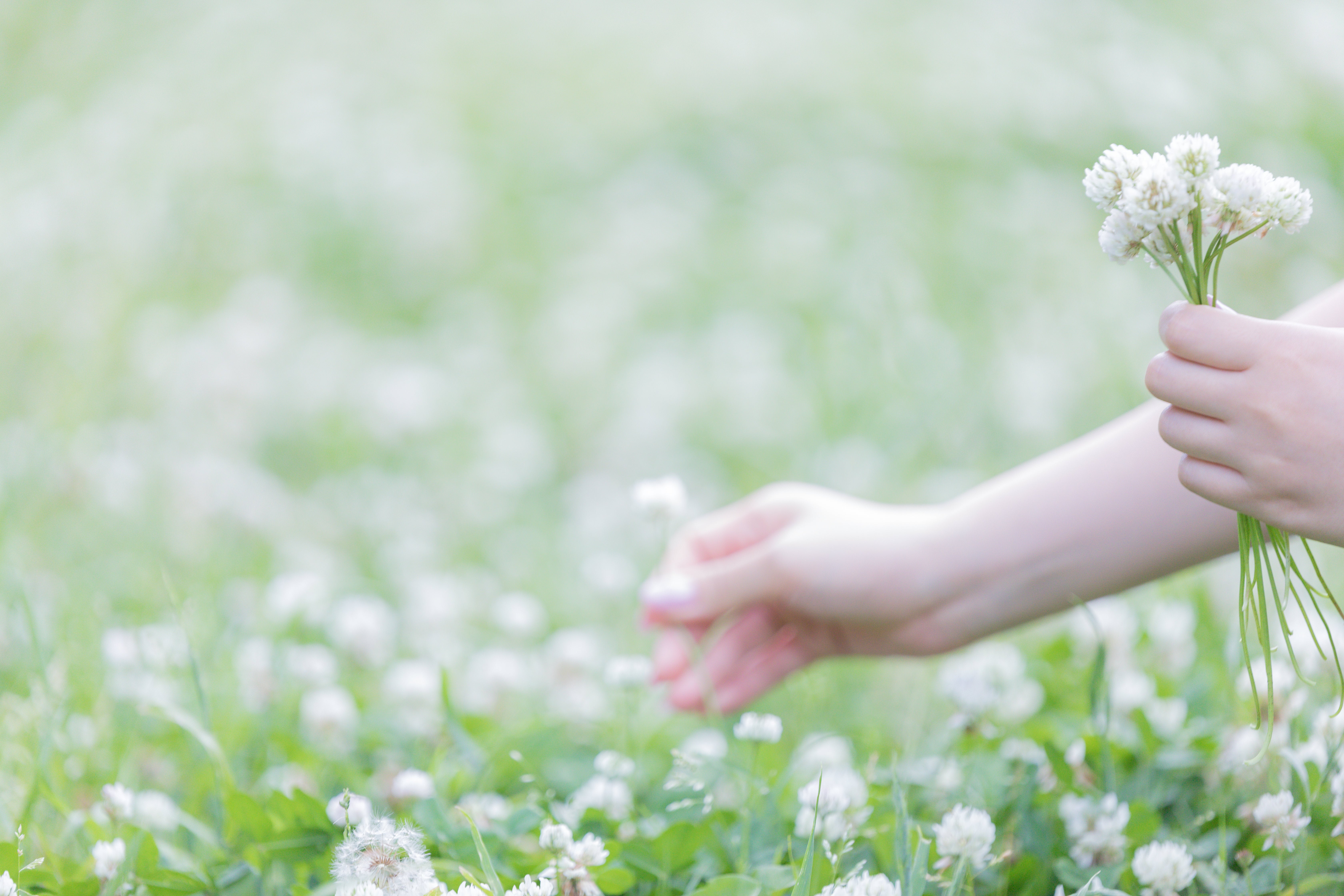 お花摘みの無料の写真素材 - ID.43044｜フリー素材 ぱくたそ