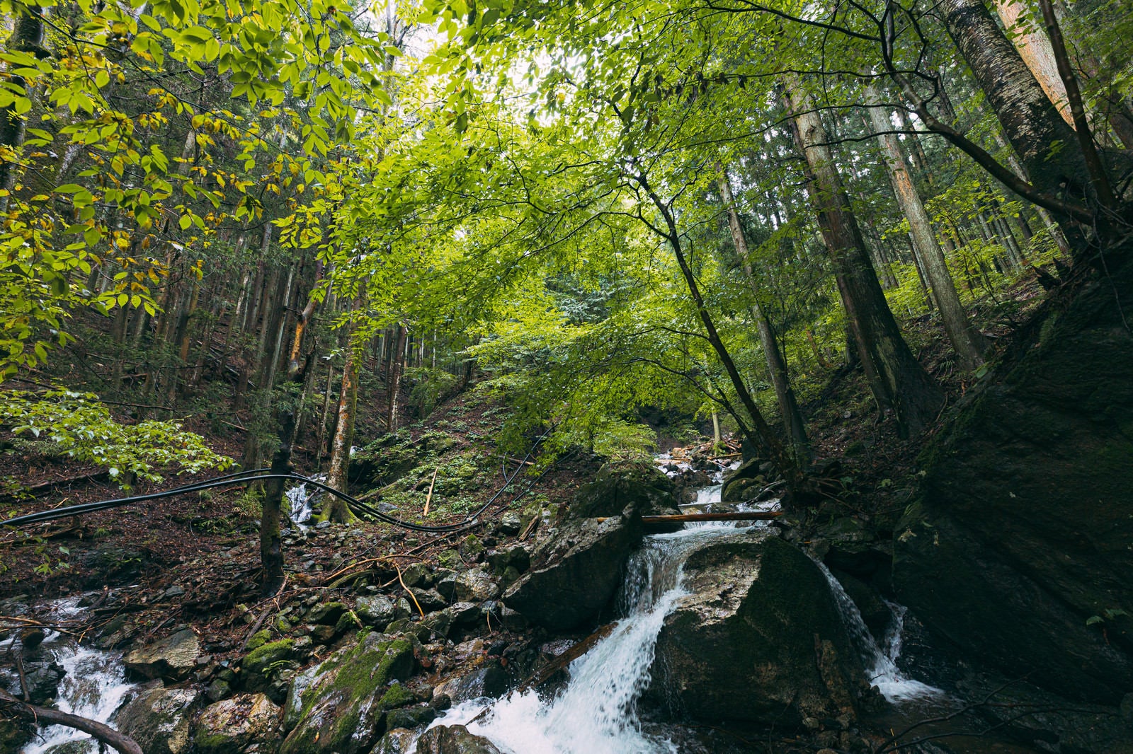 「緑に覆われた美しい渓流」の写真
