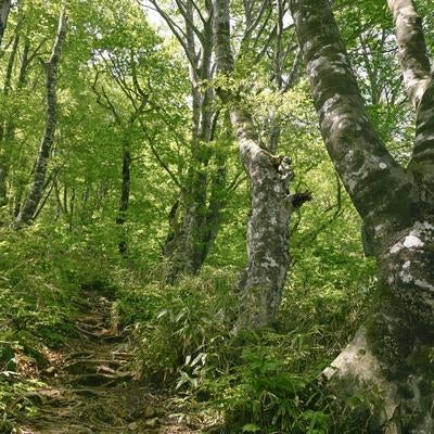 ブナ林が美しい荒島岳勝原コースの素材