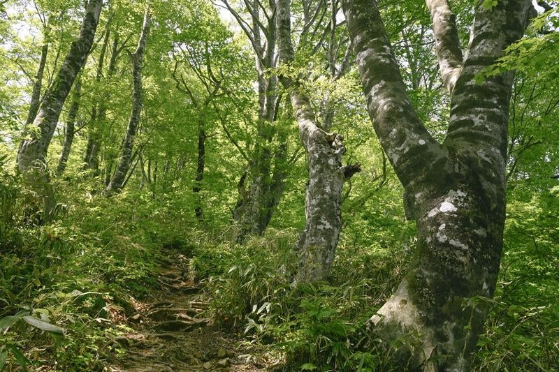 ブナ林が美しい荒島岳勝原コースの写真