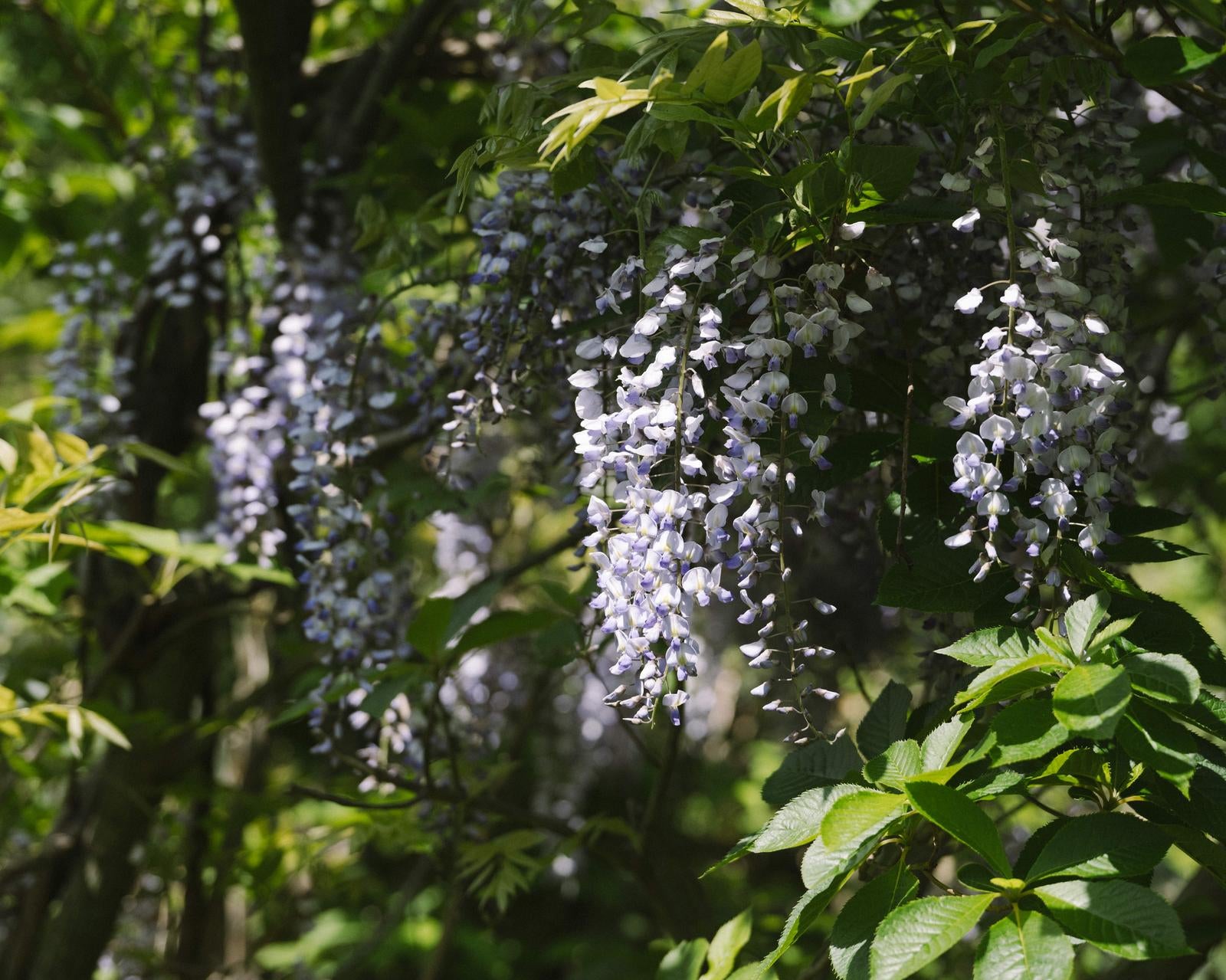 「新緑に映える荒島岳に咲く藤の花」の写真