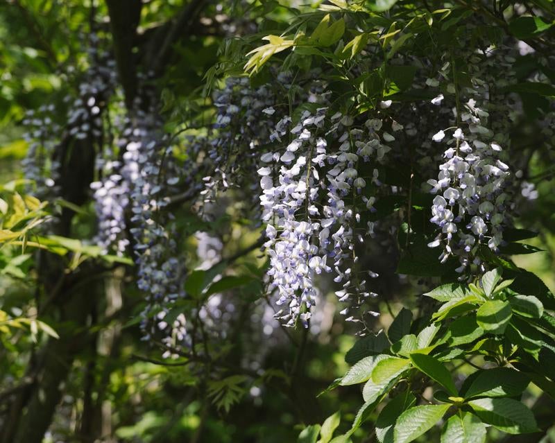 新緑に映える荒島岳に咲く藤の花の写真