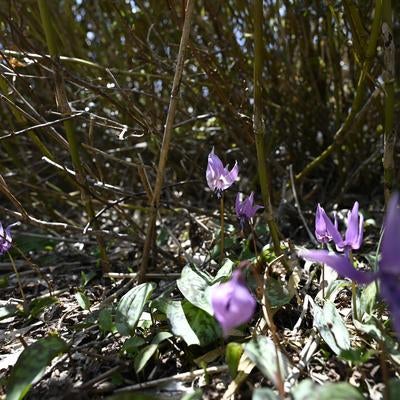 荒島岳稜線に咲くカタクリの群生の写真