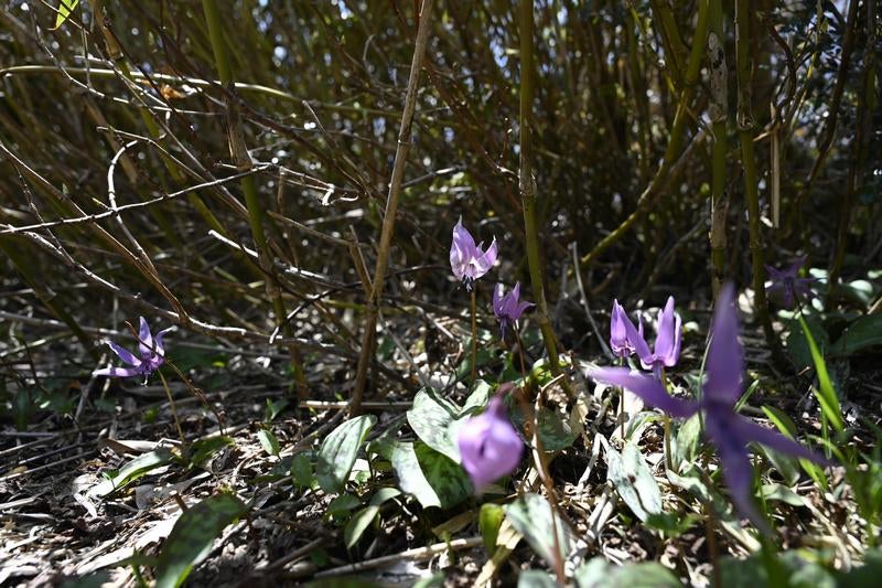 荒島岳稜線に咲くカタクリの群生の写真