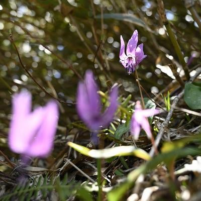 柔らかな光に照らされる林床に咲くカタクリの花の写真