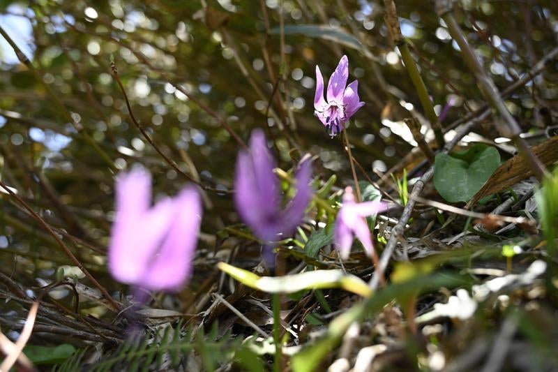 柔らかな光に照らされる林床に咲くカタクリの花の写真