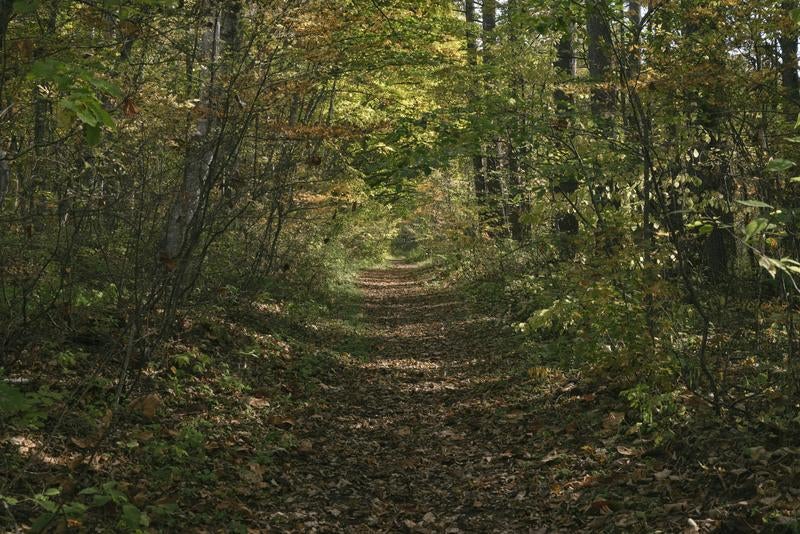 紅葉する菅平の秋風が通り抜ける林道の写真