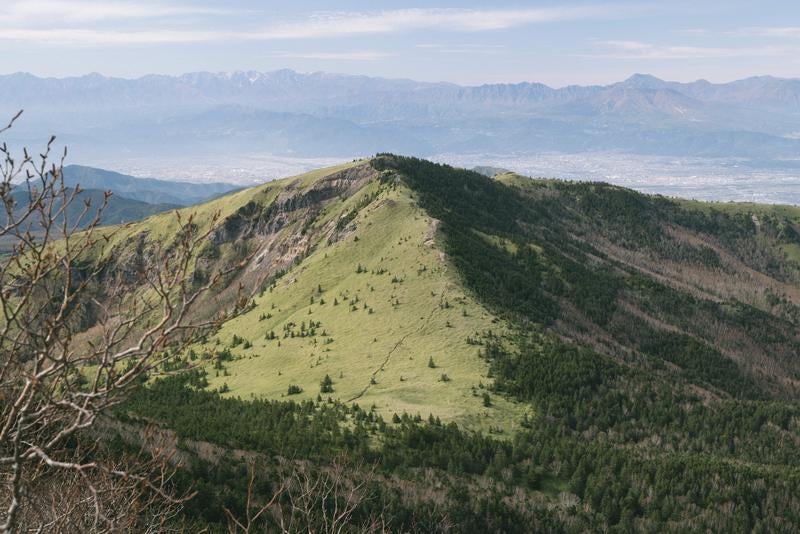 笹と針葉樹にパッキリと分かれた根子岳の山肌の写真