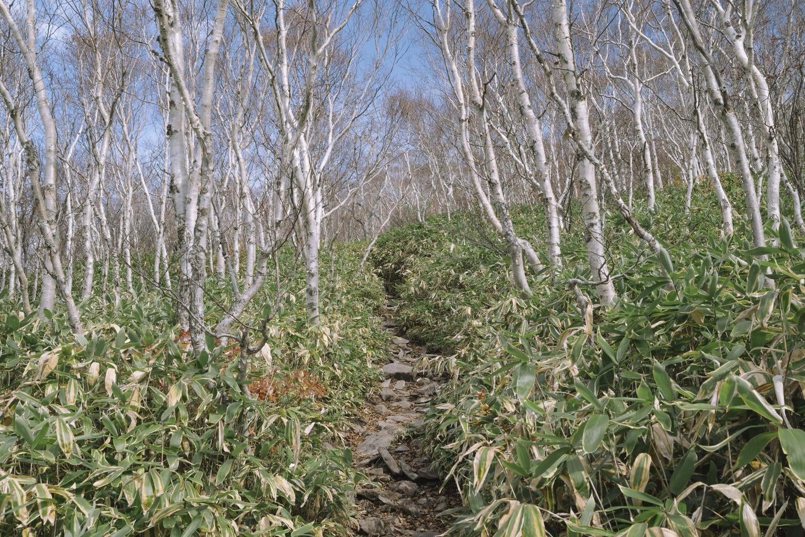 「白樺と笹が迎える静寂の登山道」の写真