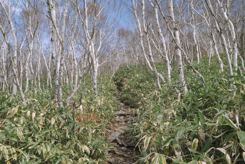 白樺と笹が迎える静寂の登山道の写真