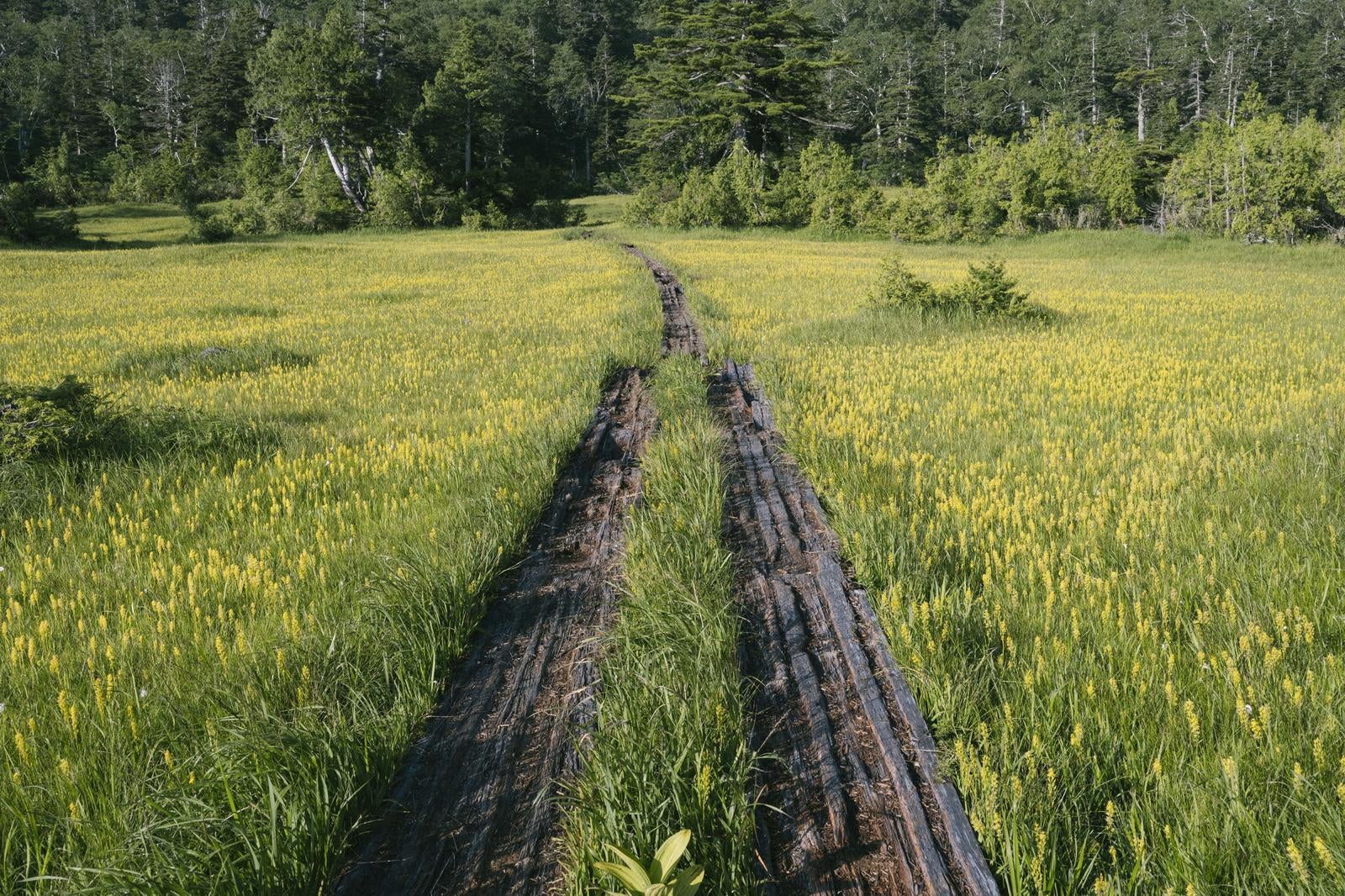 「キンコウカが咲き誇る湿原と木道」の写真