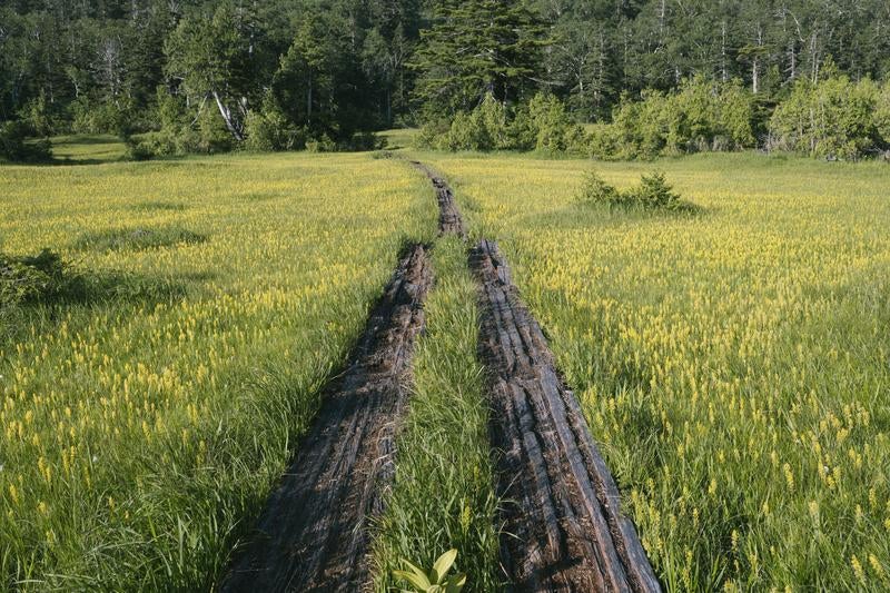 キンコウカが咲き誇る湿原と木道の写真