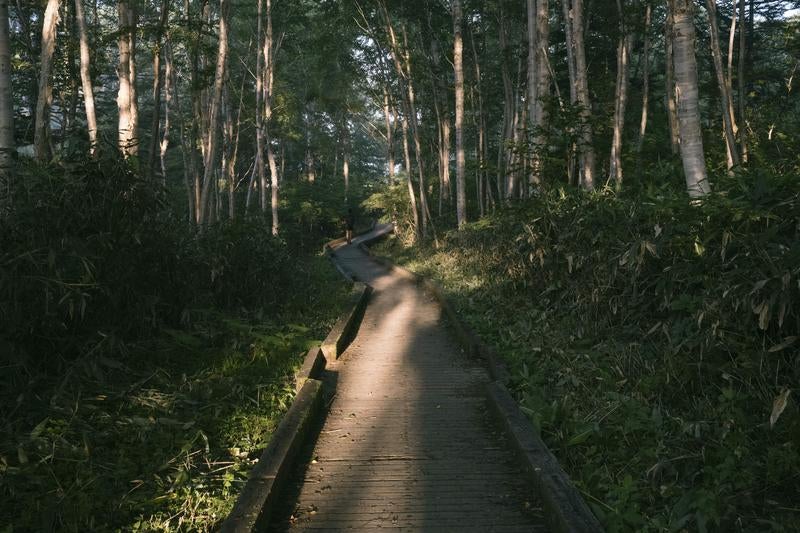 木漏れ日が揺れる御池登山口から続く木道の写真