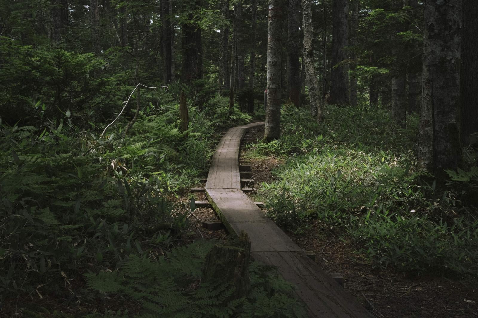 「長英新道の木道と樹林帯」の写真