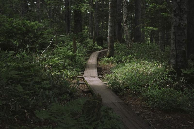 長英新道の木道と樹林帯の写真