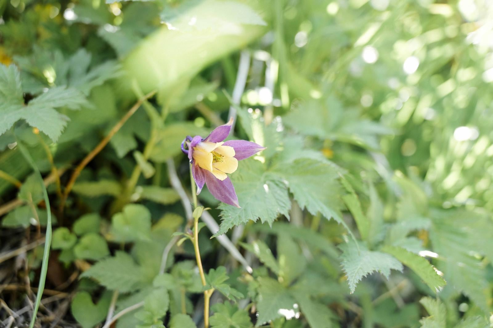 「緑の草むらの中に可憐に咲くオダマキの花」の写真