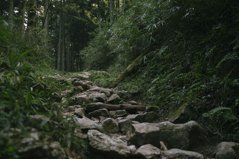 里山のような森が続く伊吹山一合目の写真