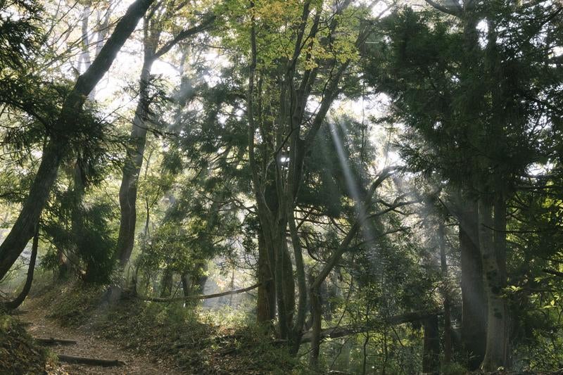 日差しが降り注ぐ静かな森林の散策路の写真