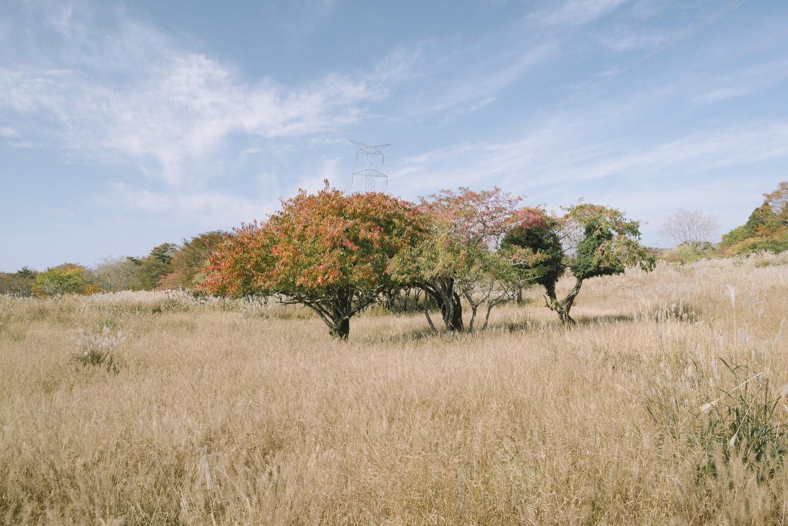 「荒涼とした山中の紅葉」の写真