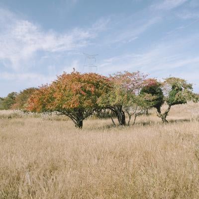 荒涼とした山中の紅葉の素材