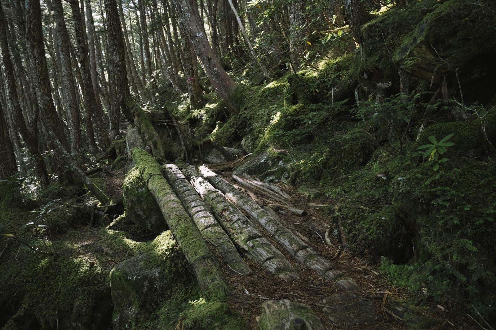 「金峰山北側登山道の樹林帯」の写真