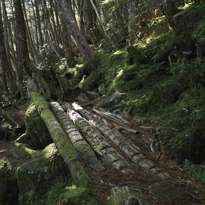 金峰山北側登山道の樹林帯の写真