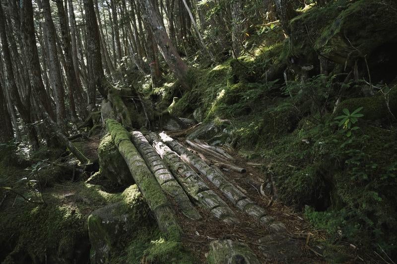 金峰山北側登山道の樹林帯の写真