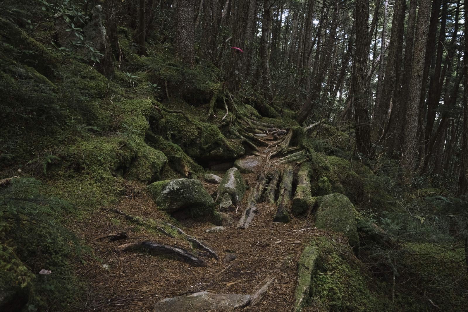 「針葉樹の落葉で彩られた登山道」の写真