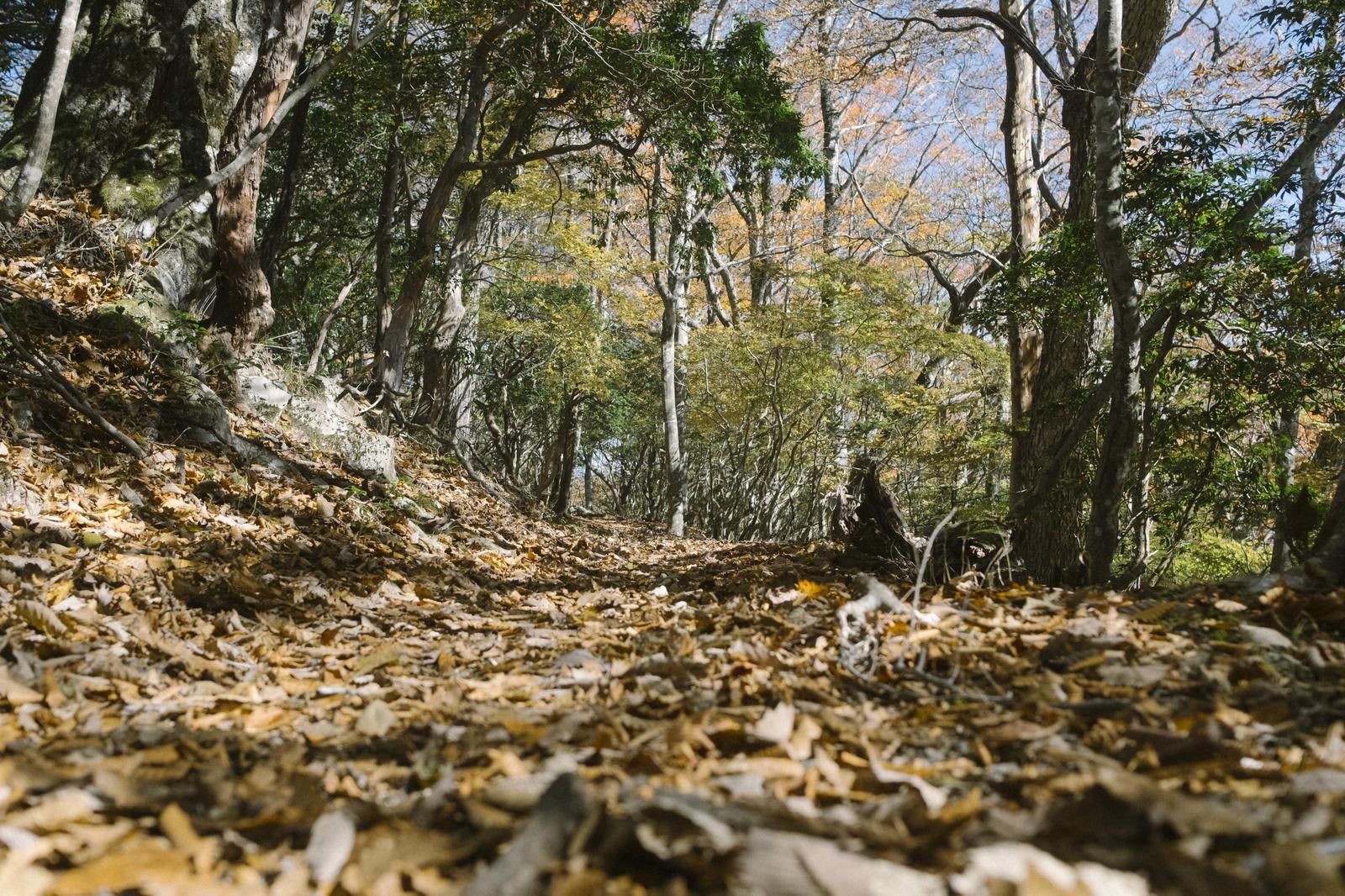 「飴色に光る山道に積もる落葉」の写真