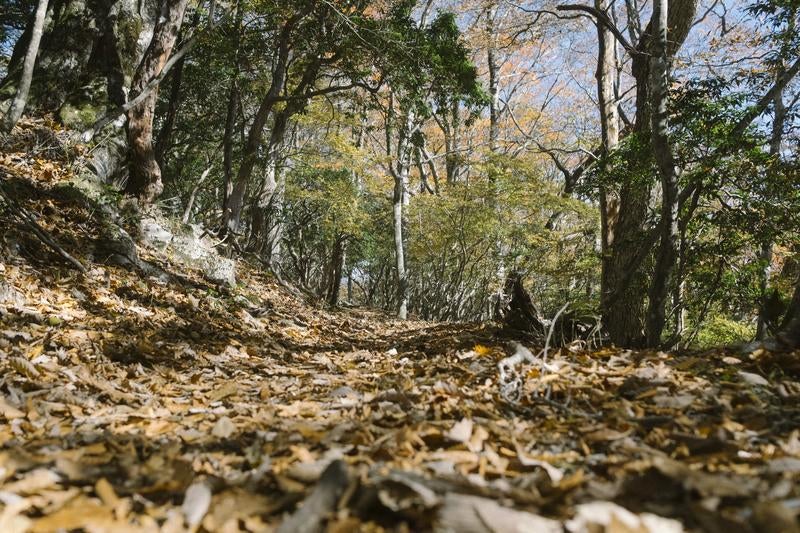 飴色に光る山道に積もる落葉の写真