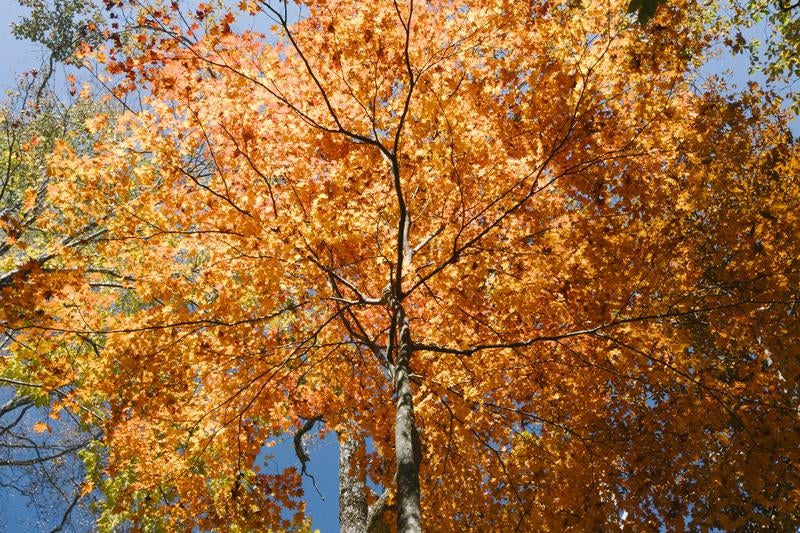 真っ赤に染まる大菩薩嶺の紅葉の写真