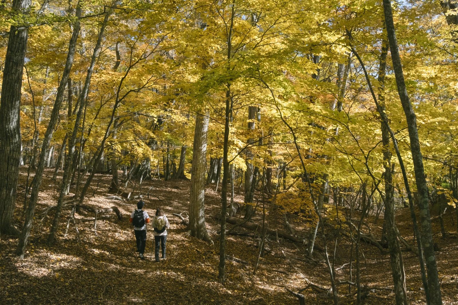 「黄色く色づいた紅葉の森の中を歩く登山者」の写真